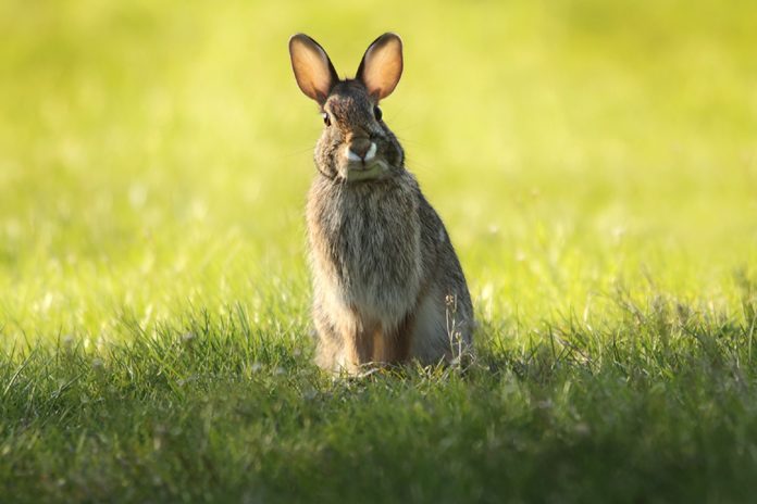 Photo of bunny rabbit